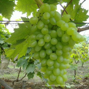 Chinese Fresh and Sweet Green Global Grape